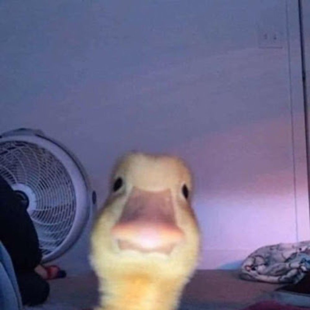 Meet your Posher, Briana